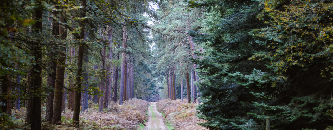 Thetford Forest in Norfolk