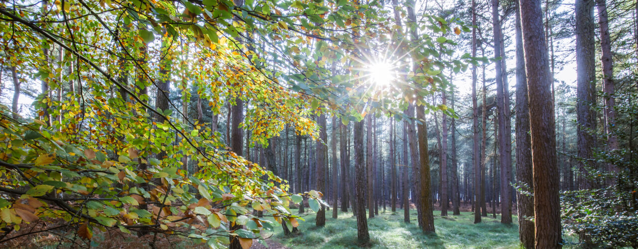 Sun shining through the trees in Thetford Forest