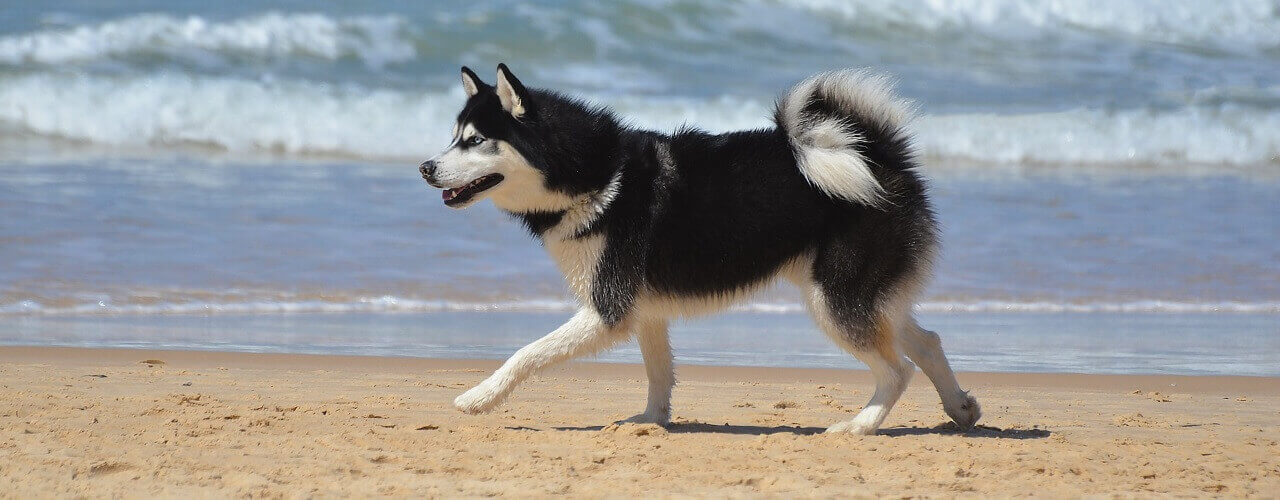 A dog at the beach