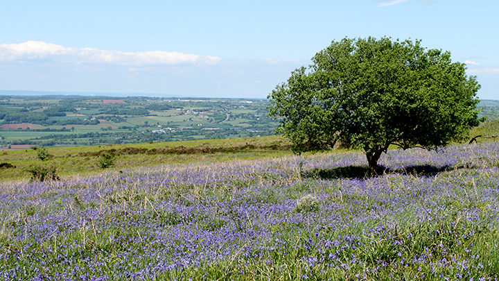 Holiday in Somerset