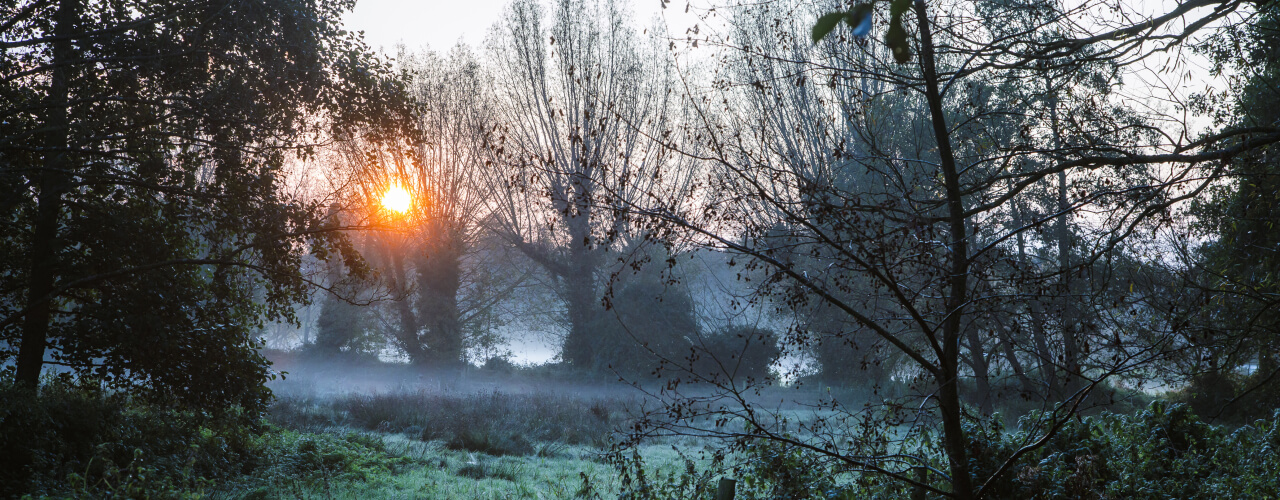 A misty forest at sunset