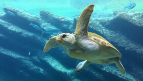 Devon Marine Aquarium