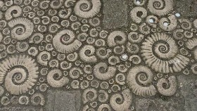 Dorset fossils