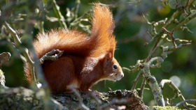 Red Squirrels