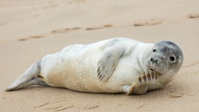 Norfolk seals