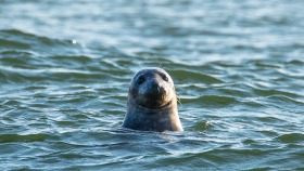 Norfolk seal colony