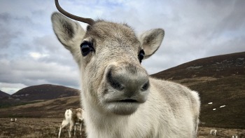 Cairngorm Reindeer Centre