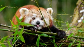 Highland Wildlife Park red panda