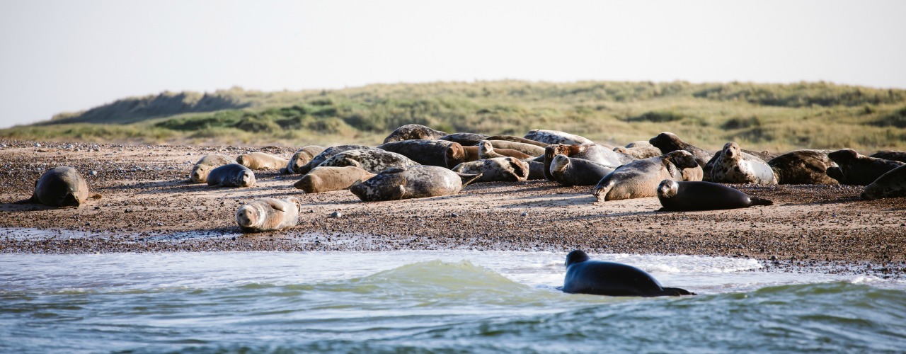 Norfolk seals