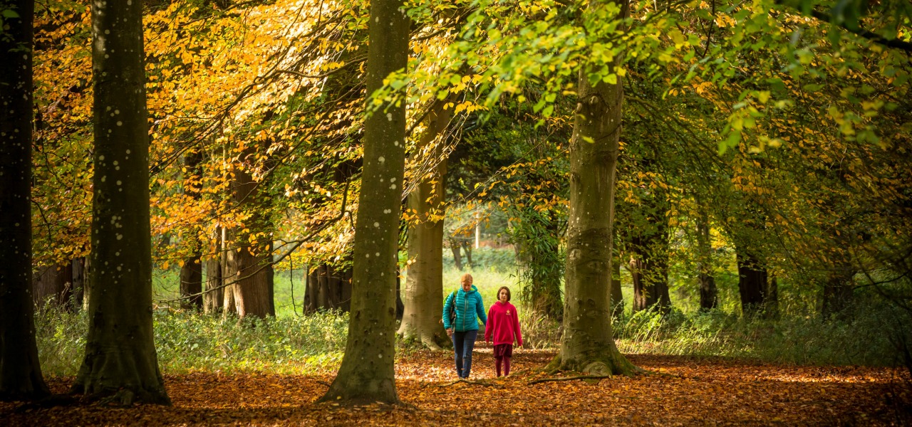 Walking through Thetford Forest