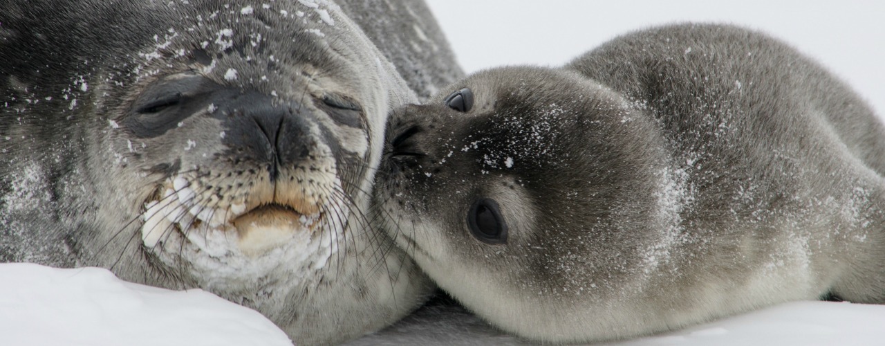 Seal colony Norfolk