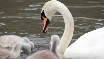swans swimming on the lake at Abbotsbury gardens