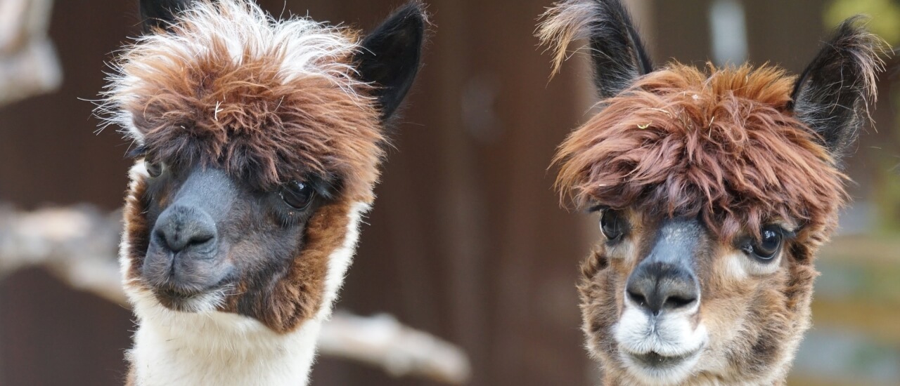 Alpacas at Filey Bird Garden and Animal Park in North Yorkshire