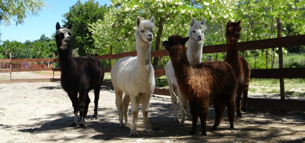 Alpaca Trekking 