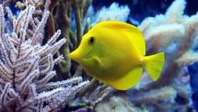 yellow fish in an aquarium