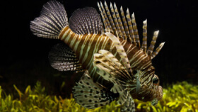 A lionfish