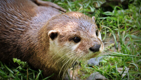 An otter at Auchingarrich