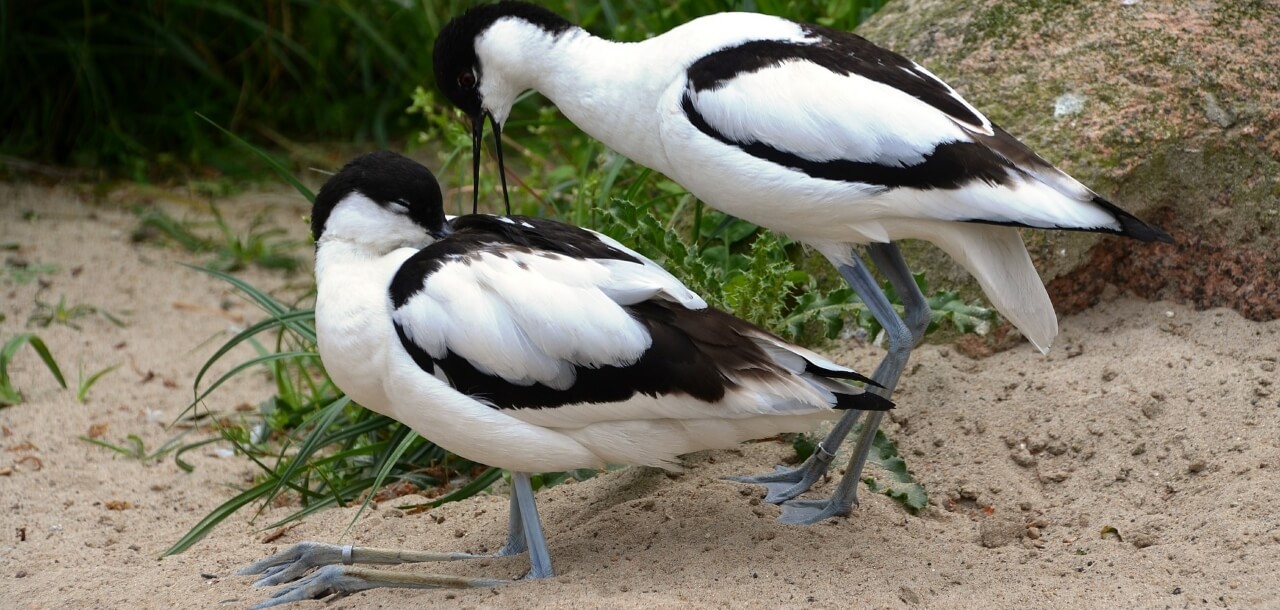 Birds in a nature reserve in Lincolnshire