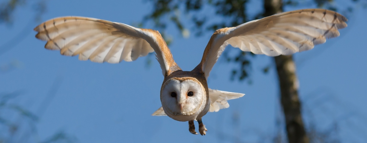 An owl soaring through the air