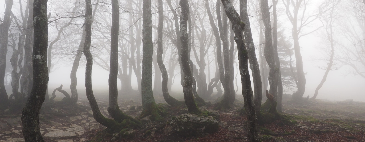 A misty forest