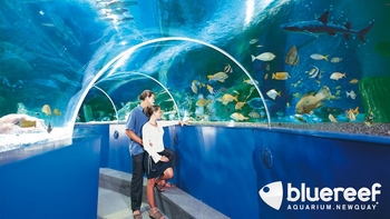 underwater tunnel at the blue reef aquarium newquay