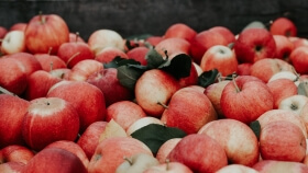 large pile of apples