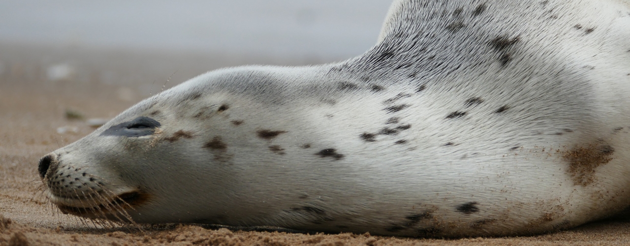 A seal lying on the beach