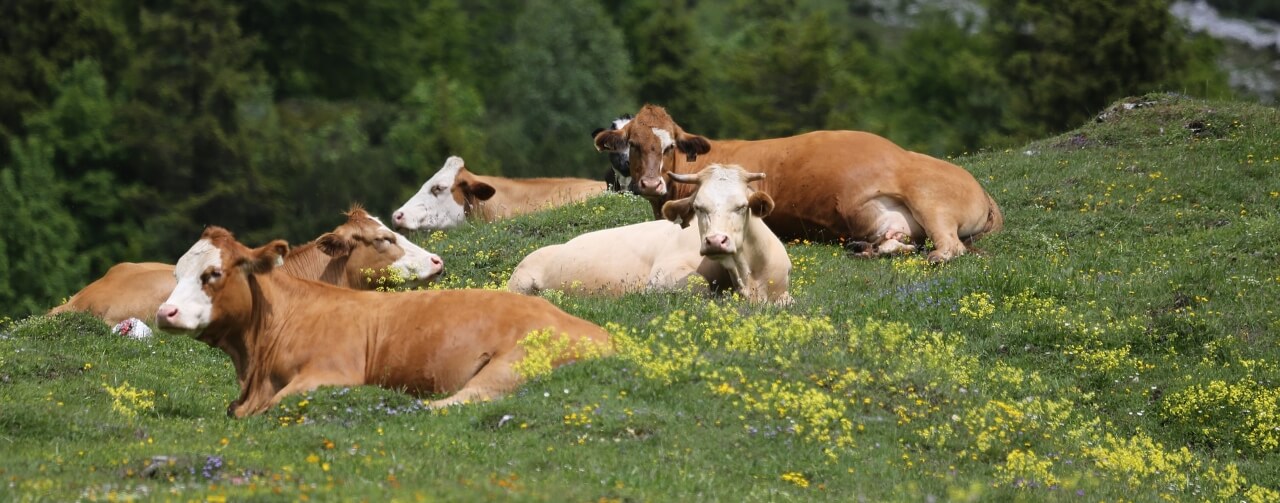 Cows lying down in a field