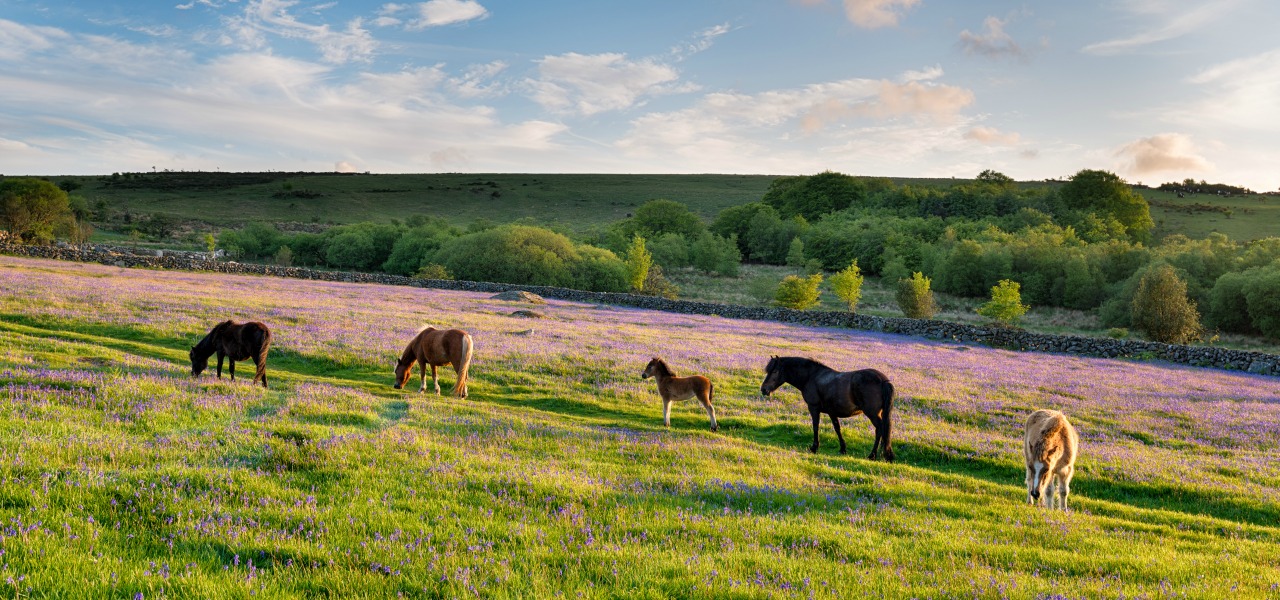 Dartmoor ponies in Devon