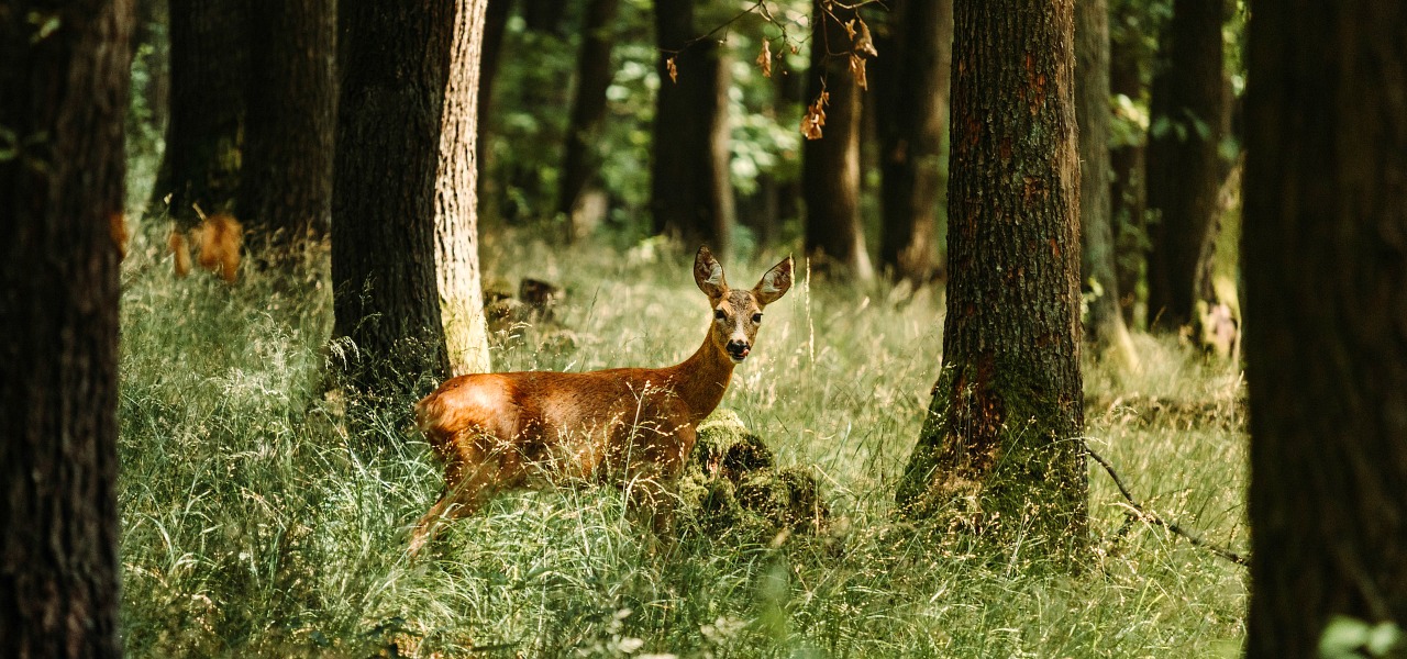Red deer in Derbyshire
