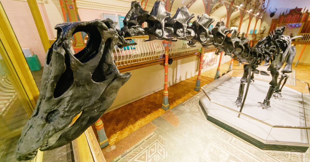 The famous Diplodocus skeleton 'Dippy' on display