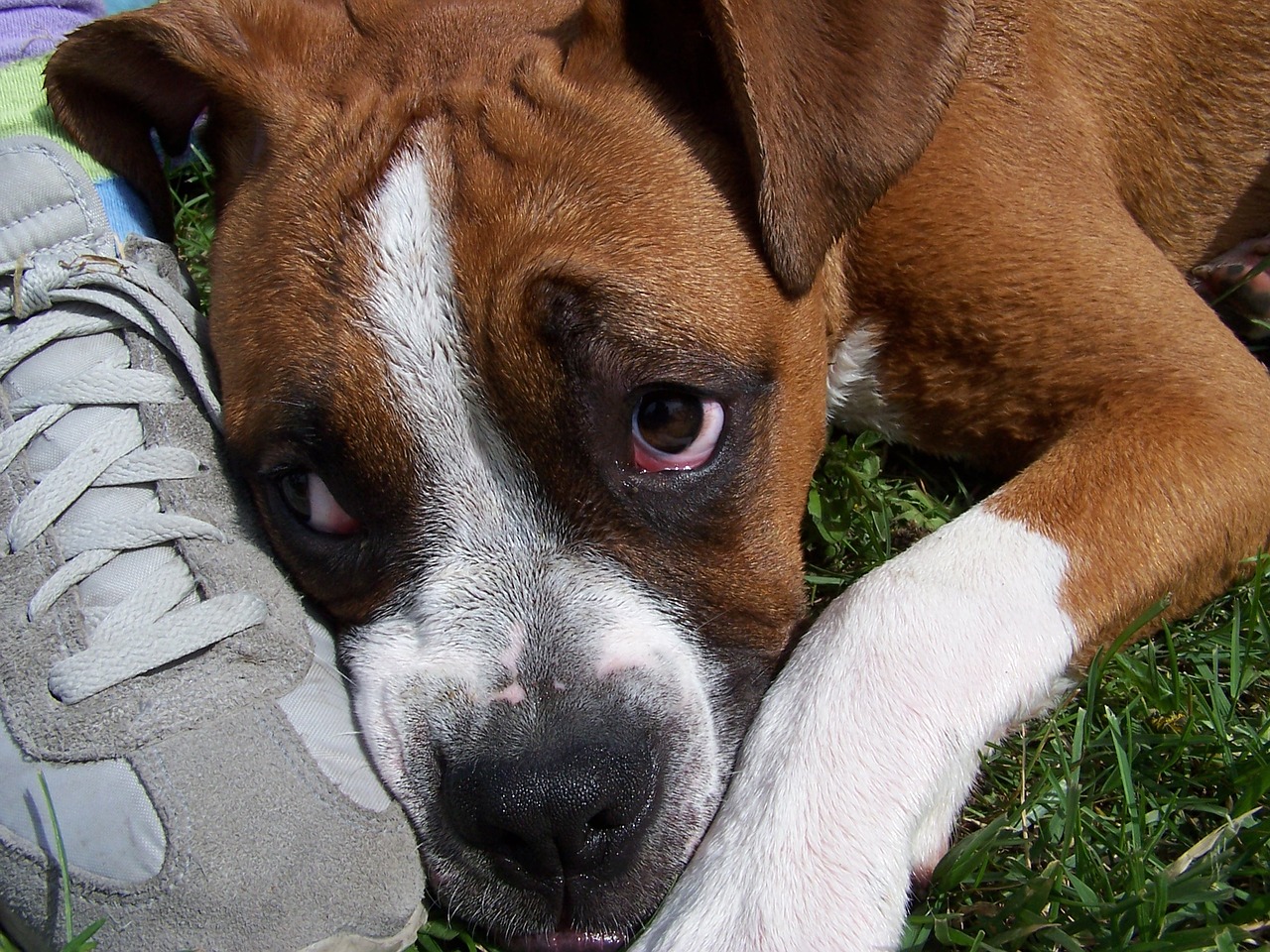 A dog looking sad alongside a tennis shoe
