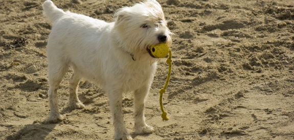 A dog on Par Sands beach
