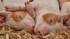 Cotswold Farm Park