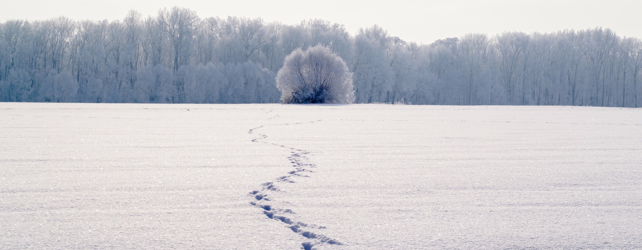 Footprints in the snow