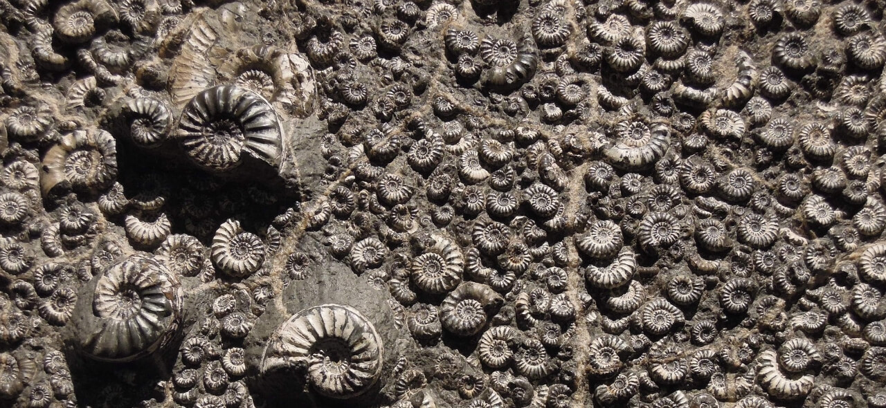 A collection of ammonite fossils