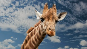 Wildlife Park and Gardens