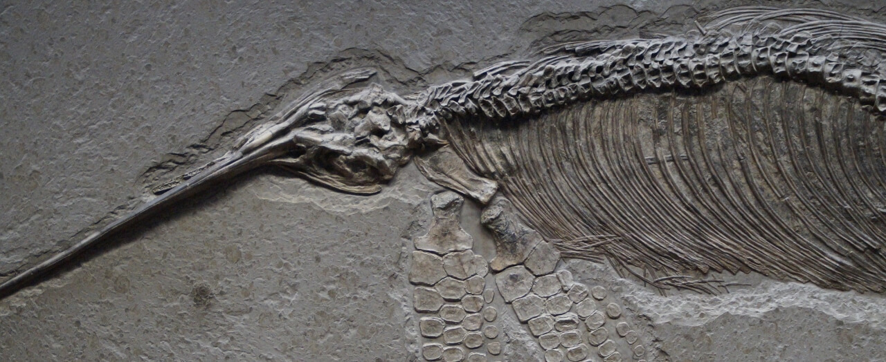 A fossil of an Ichthyosaur