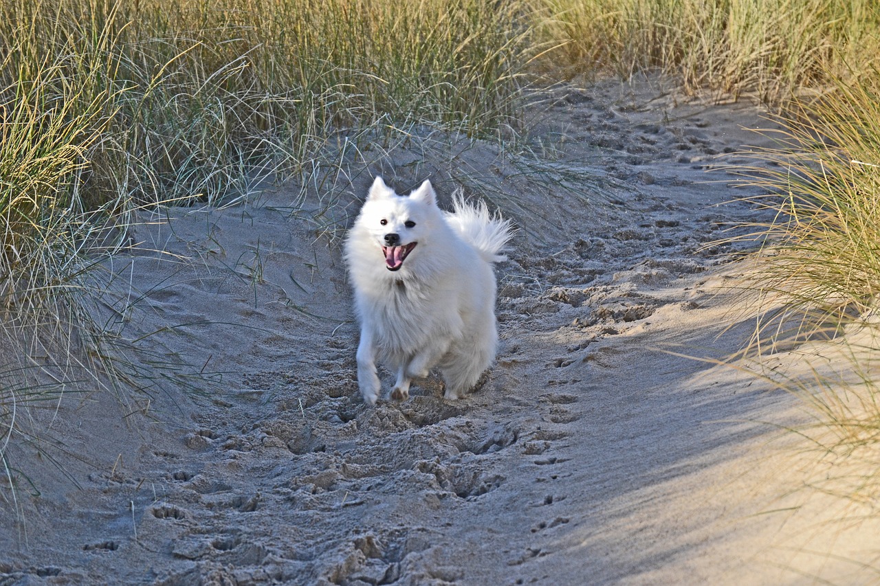 Dog running on the beach in Cornwall