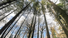 Grizedale Forest