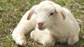 white lamb lying on field of grass