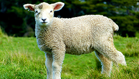 Cotswold Farm Park