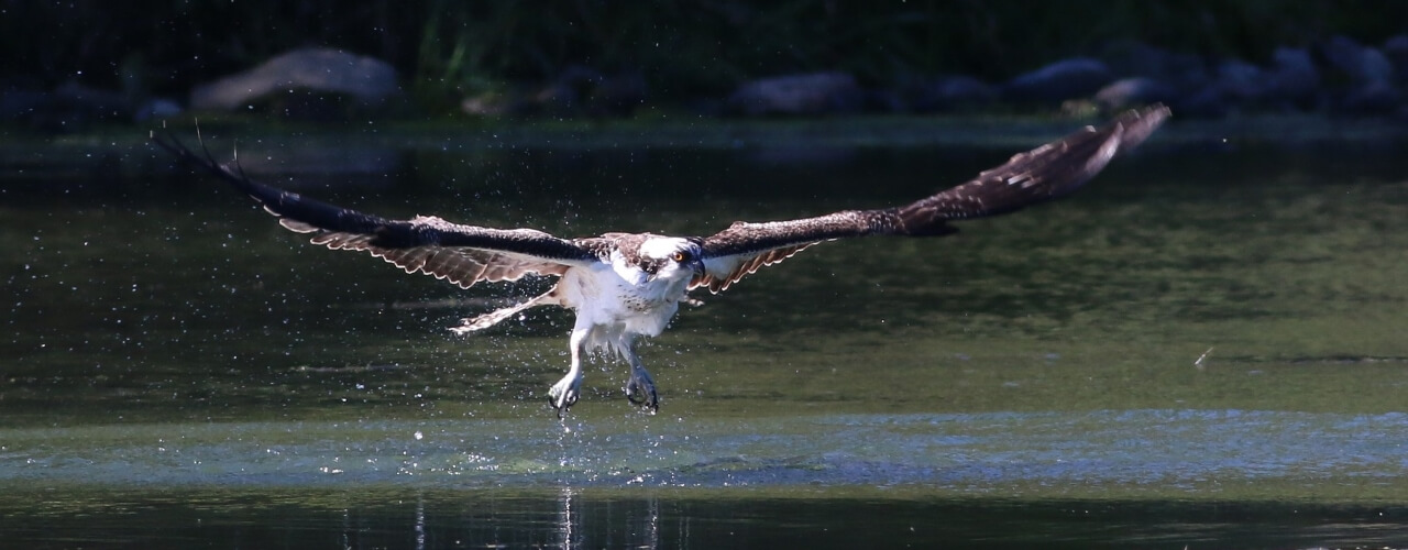 A bird soaring low over a lake