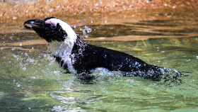 A penguin at Living Coasts