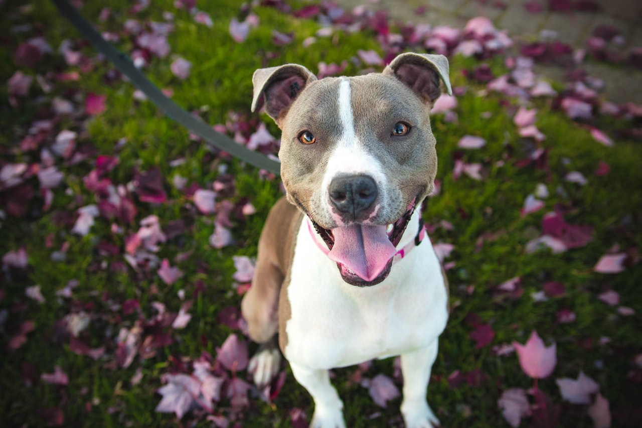 A dog on a leash surrounded by flowers