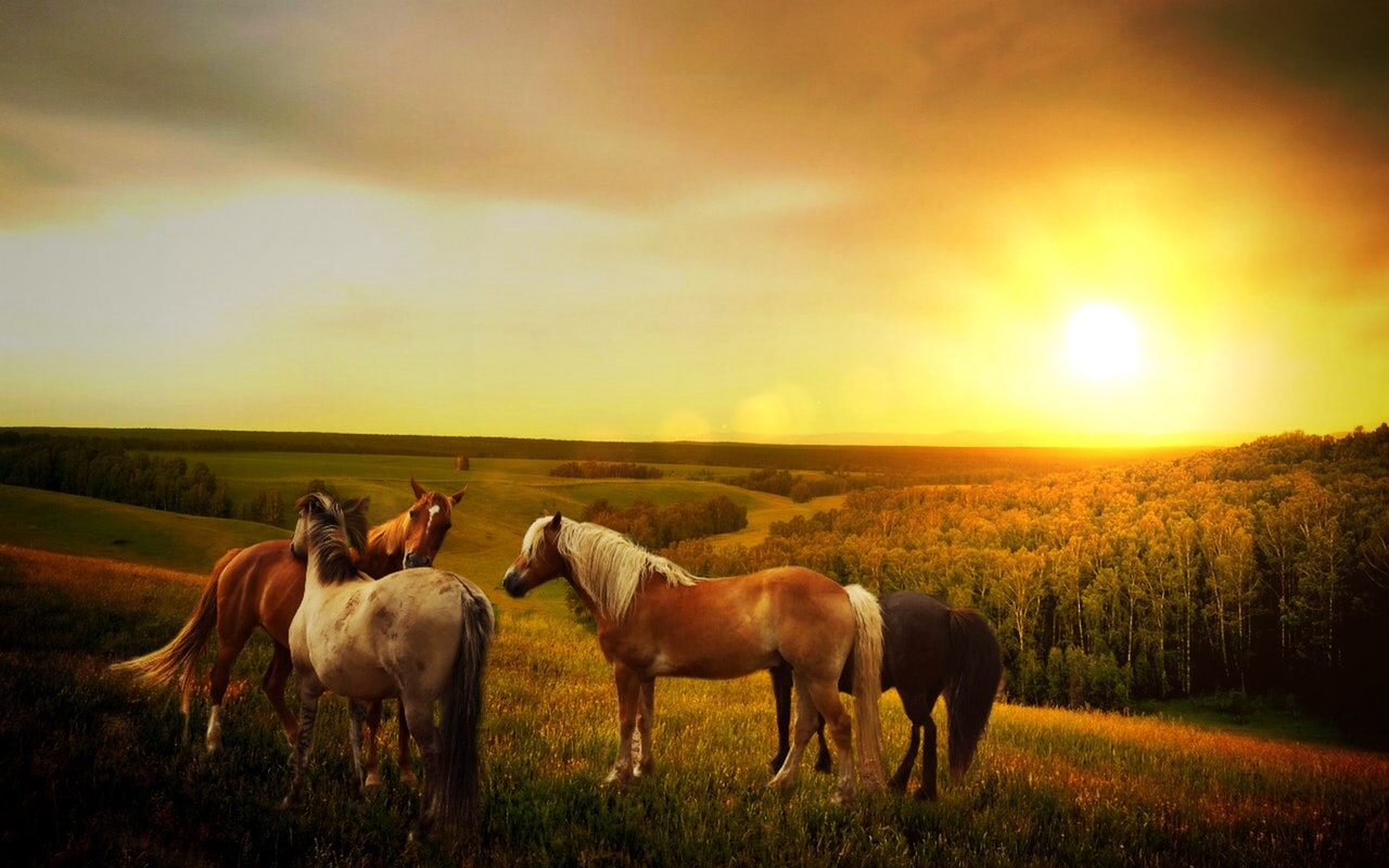 Horses in Devon