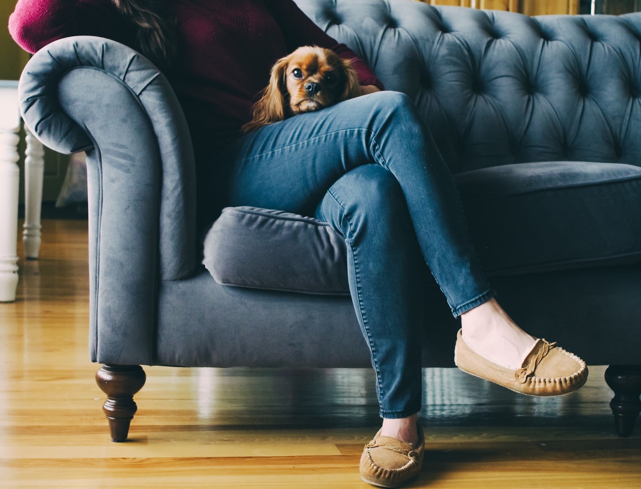 A dog sitting on someone's lap