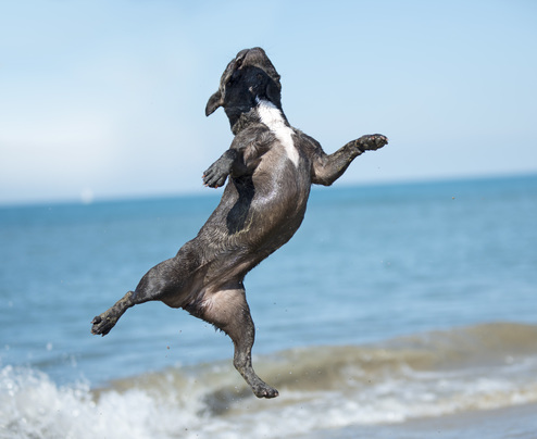 A dog on a beach leaping with excitement