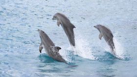 pod of dolphins jumping in the sea