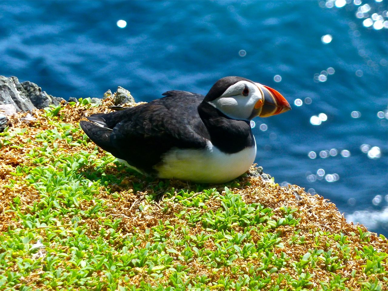 A puffin on Lundy Island in Devon